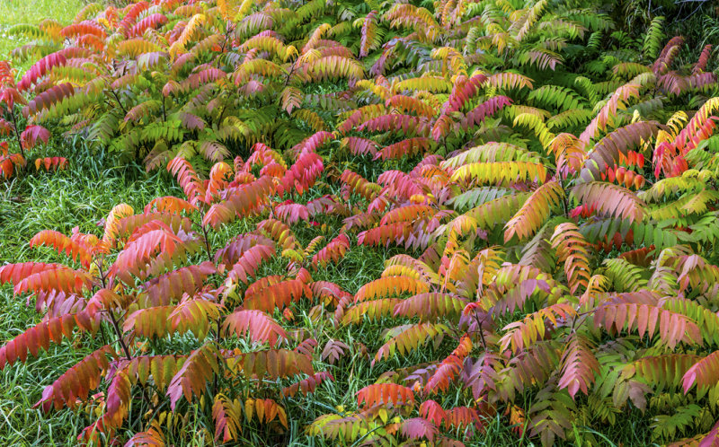 Staghorn Sumac, Door County, WI