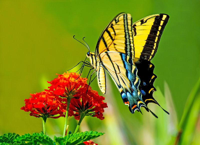 Two-tailed Swallowtail, Cottonwood, AZ