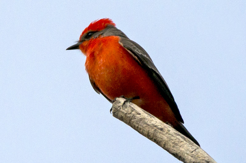 Vermilion Flycatcher, Bubbling Ponds, Page Springs, AZ  