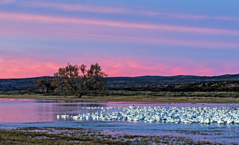 Dawn at Bosque del Apache National Wildlife Refuge, NM