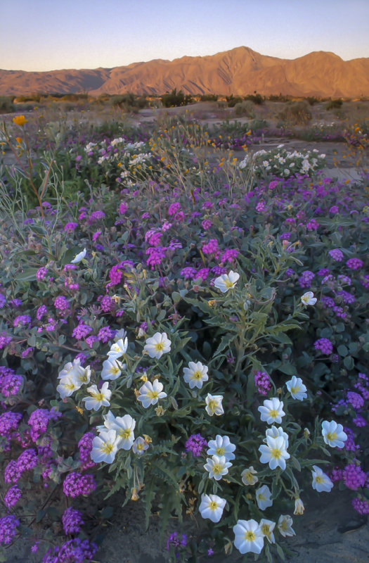 Desert Primroses, Sand Verbena, Desert Sunflowers, Anza-Borrego Desert State Park, CA