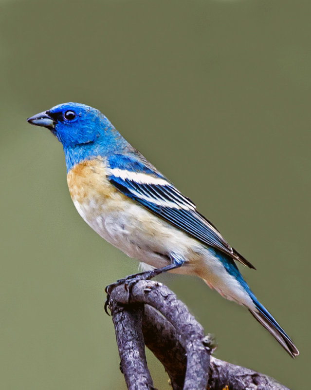 Lazuli Bunting, Dead Horse Ranch State Park, AZ