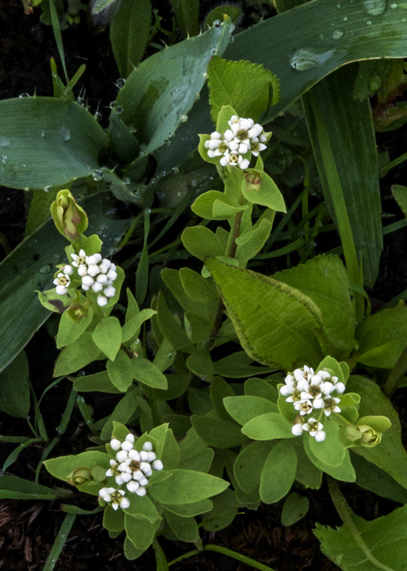 Bastard Toadflax