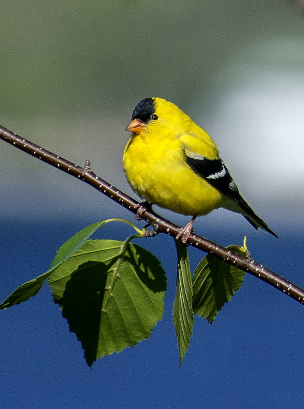 American Goldfinch, Door County, WI