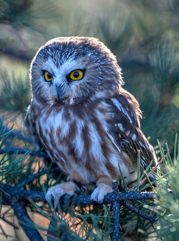 Northern Saw-whet Owl