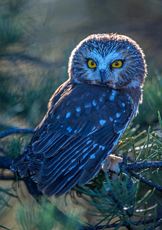 Northern Saw-whet Owl