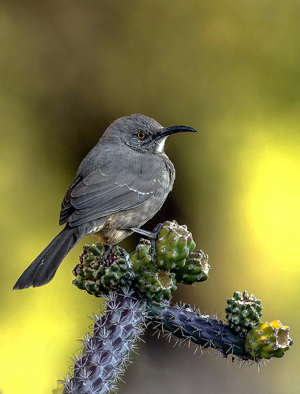 Curve-billed Thrasher near Hereford, AZ