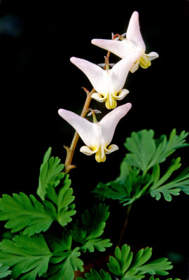 Dutchman's breeches, Messenger Woods, Will County, IL