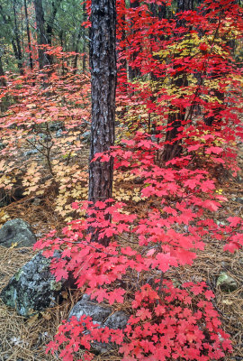 Big tooth maples, Oak Creek Canyon, Sedona, AZ