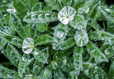 Frozen dew drops on lupine leaves, Mt. Rainier National Park, WA