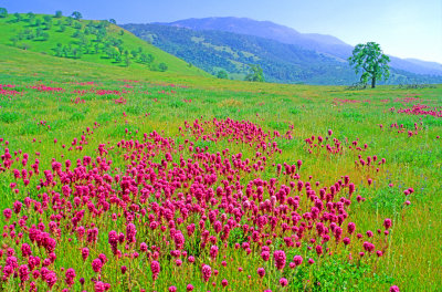 Owl's clover, Tejon Ranch, CA