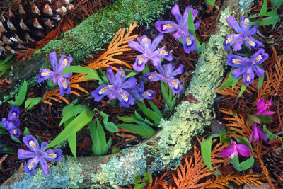 Dwarf lake iris and gaywings, Ridges Sanctuary, Door County, WI