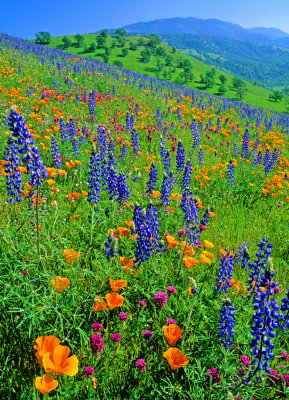 Poppies, lupines, and owl's clover, Tejon Ranch, CA