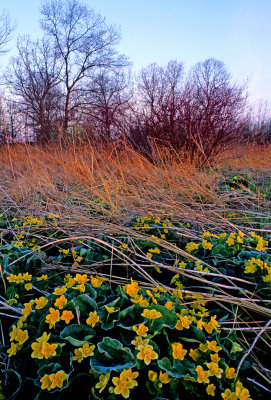 Marsh marigolds, Chiwaukee Prairie, Kenosha County, WI