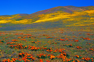 Poppies, lupines, and coreopsis, Gorman, CA
