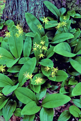 Clintonia, Ridges Sanctuary, Door County, WI