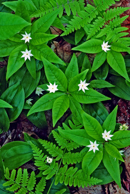 Star flower and foam flower, Ridges Sanctuary, Door County, WI