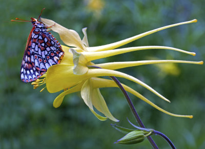 Checkerspot butterfly on columbine, West Fork, Oak Creek Canyon, AZ
