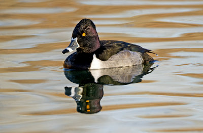 Ring-necked Duck, Dead Horse Ranch State Park, AZ