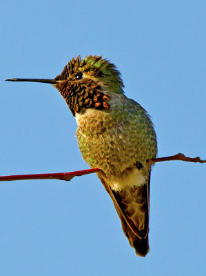 Anna's Hummingbird