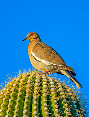 White-winged Dove