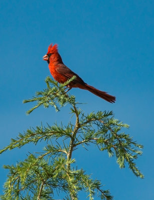 Northern Cardinal, Cottonwood, AZ