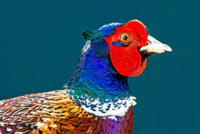 Ring-necked Pheasant, Cornville, AZ