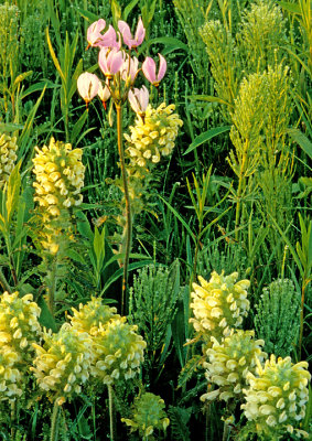 Wood Betony, Horsetail Rushes, and Shooting Stars, WI