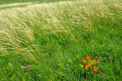 Porcupine Grass, Sensitive Briar, Pale Purple Coneflowers, and Butterfly-Weed.