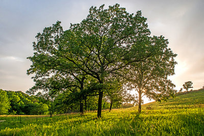 Burr Oak Savanna