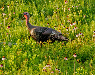 Wild Turkey