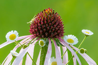 Spider on Coneflower with Daisy Fleabane