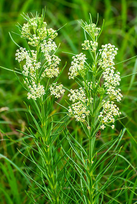 Whorled Milkweed