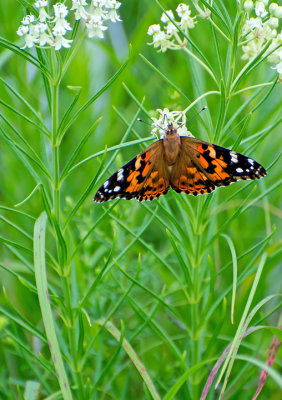 Painted Lady Butterfly on Whorled Milkweed