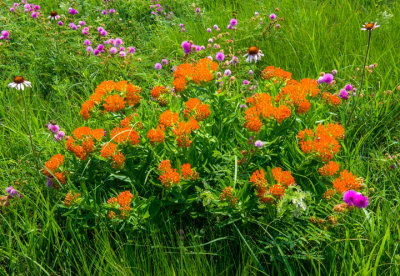 Butterfly-weed, Pale Purple Coneflowers, and Sensitive Briar