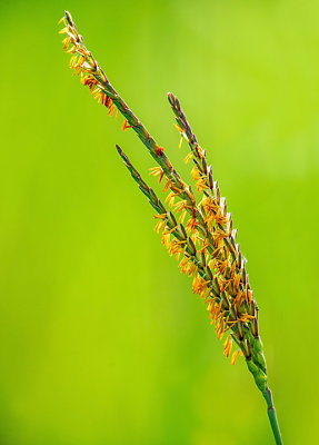 Gama Grass 
