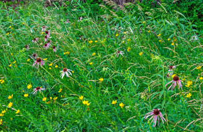 Coreopsis and Pale Purple Coneflower