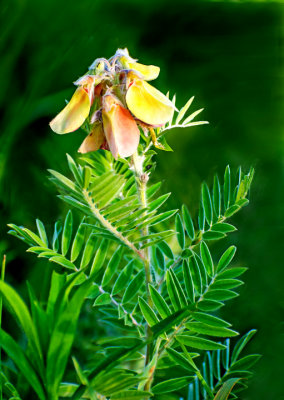 Goats Rue