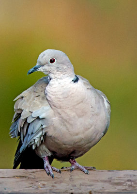 Eurasian Collared Dove, Cottonwood, AZ