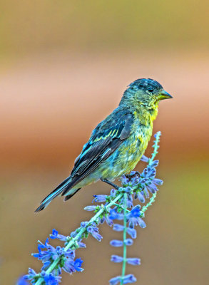 Lesser Goldfinch, Cottonwood, AZ
