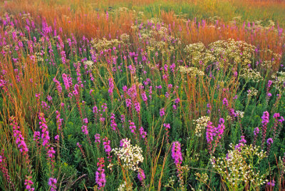 Little Bluestem, Spurge, Rough Blazing Star, Nachusa Grasslands, IL