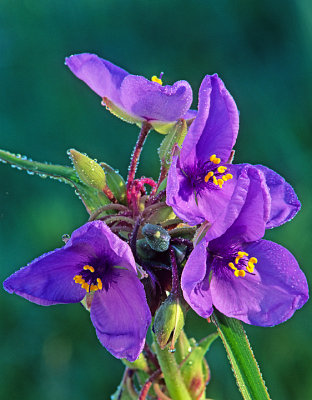 Spiderwort, Illinois Beach State Park, IL