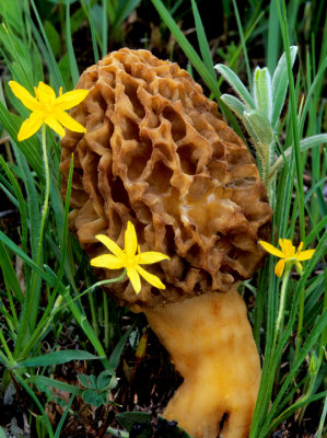 Common Morel and Yellow Star Flower, Chiwaukee Prairie, WI