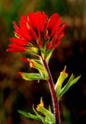 Paintbrush, Illinois Beach State Park, IL