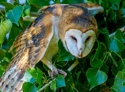 Barn Owl, Sedona Wetlands Preserve, AZ