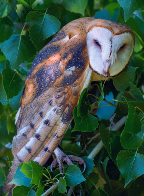Barn Owl, Sedona Wetland Preserve, AZ