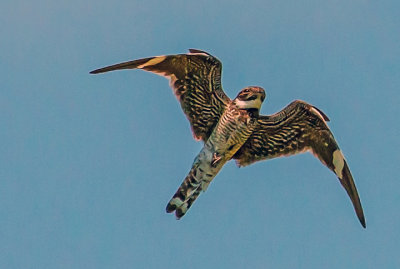 Common Nighthawk, Tallgrass Prairie National Preserve, KS