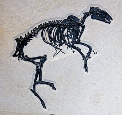 Precursor to the horse, Protorohippus venticolus, from the Fossil Butte Member of the Eocene, Green River Formation, WY