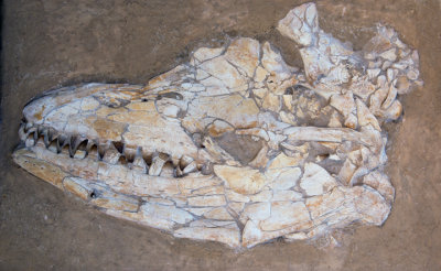 Fossilized skull of a Mosasaur, a marine reptile of the Cretaceous Period, from Morocco.