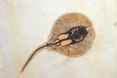 Fossil Sting Ray, Asterotrygon maloneyi, Fossil Butte Member of the Eocene Green River Formation, WY